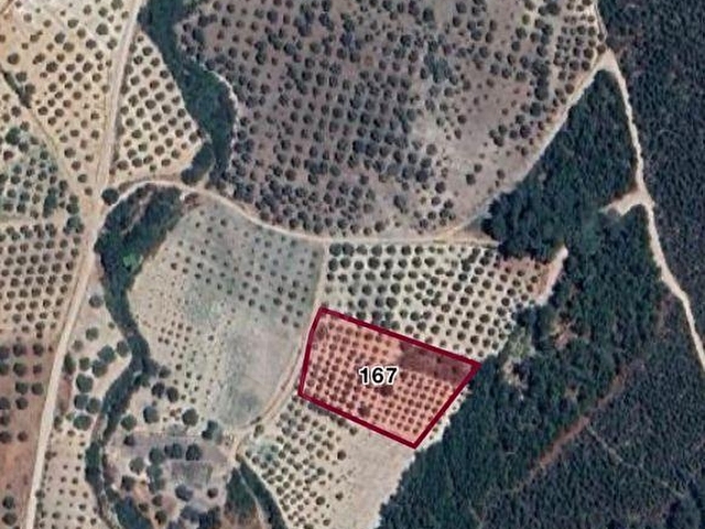 Akhisar Evkaftepe’de Satılık Tek Tapu 4300 m2 Bakımlı Trilye Zeytinlik