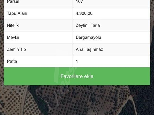 Akhisar Evkaftepe’de Satılık Tek Tapu 4300 m2 Bakımlı Trilye Zeytinlik - Görsel 2