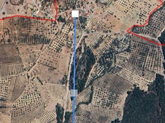 Akhisar Evkaftepe’de Satılık Tek Tapu 4300 m2 Bakımlı Trilye Zeytinlik - Görsel 3