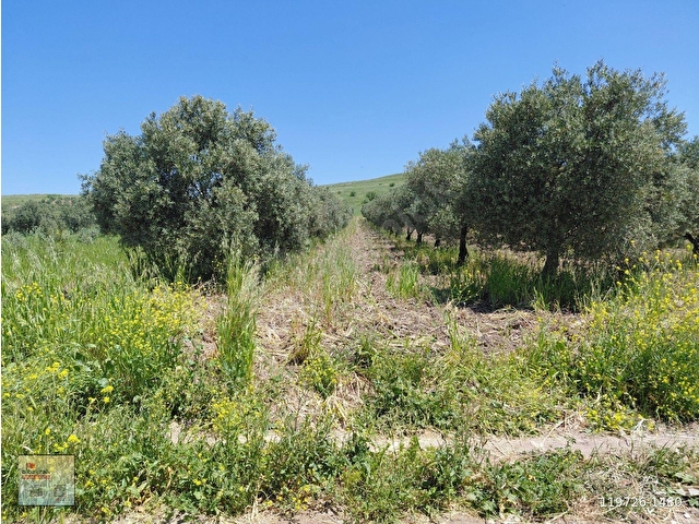 KAYALIOĞLU TAPU SATILIK 4.750 M2 TRİLE ZEYTİNLİK 1998.000 TL - Görsel 17