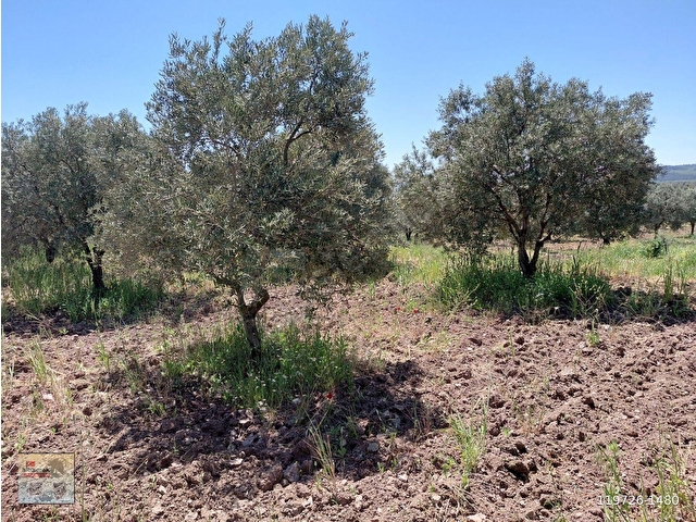 KAYALIOĞLU TAPU SATILIK 4.750 M2 TRİLE ZEYTİNLİK 1998.000 TL - Görsel 9