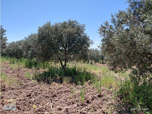 KAYALIOĞLU TAPU SATILIK 4.750 M2 TRİLE ZEYTİNLİK 1998.000 TL - Görsel 2