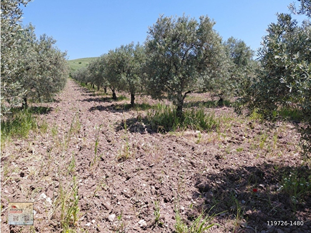 KAYALIOĞLU TAPU SATILIK 4.750 M2 TRİLE ZEYTİNLİK 1998.000 TL - Görsel 5