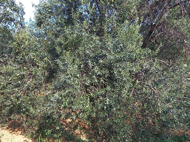PELİTKÖY SAHIL KISMINDA DENİZ MANZARALI RESMİ YOLU OLAN 8270 M2 - Görsel 7