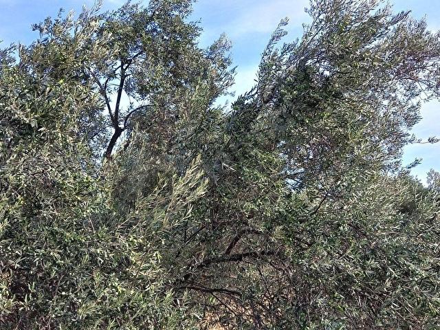 PELİTKÖY SAHIL KISMINDA DENİZ MANZARALI RESMİ YOLU OLAN 8270 M2 - Görsel 10