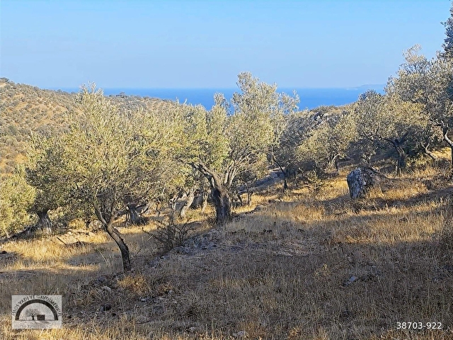BADEMLİ KÖYÜNDE, SATILIK ZEYTİNLİK. - Görsel 2
