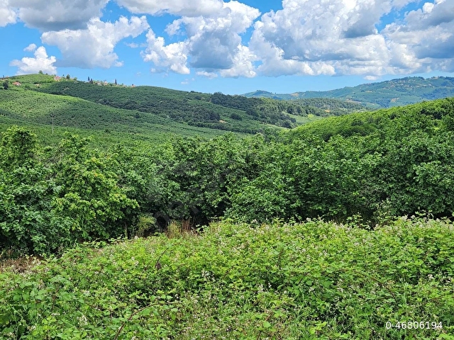 Söğütlü Karatekede 2000m² İmarlı Arsa Yola Cephe Fındık Bahçesi - Görsel 9