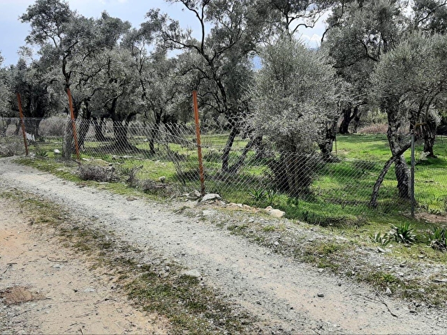 SATILIK ZEYTİNLİK. YOLU OLAN. VE YERLEŞİME YÜRÜME MESAFESİNDE. - Görsel 5