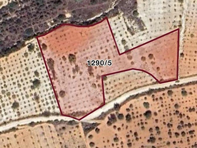 Yola cepheli Yatırımlık zeytin bahçesi - Görsel 2