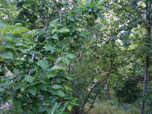 Toroslar Aladağ Geniş Meyve Bahçeli 2+1 Eşyalı Yayla Evi Kiralık - Görsel 11