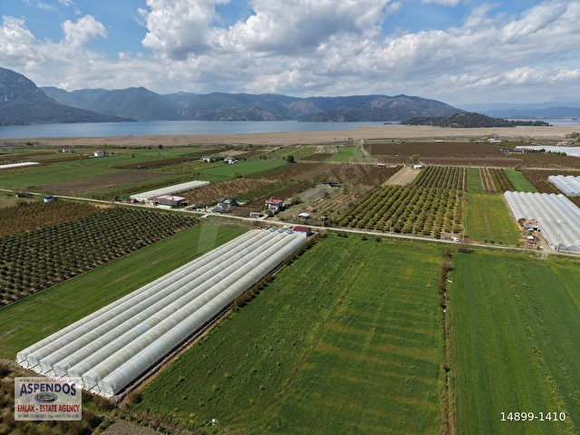 Eskiköyde 16000m2 satılık nar bahçesi - Görsel 12