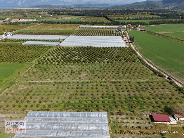 Eskiköyde 16000m2 satılık nar bahçesi - Görsel 16