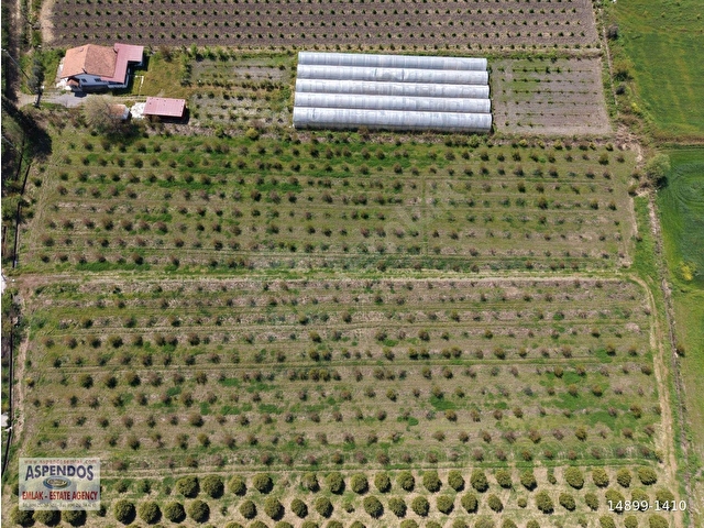 Eskiköyde 16000m2 satılık nar bahçesi - Görsel 6
