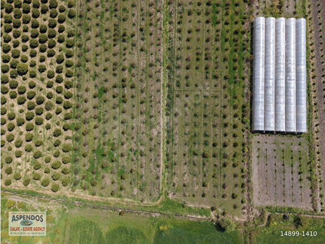 Eskiköyde 16000m2 satılık nar bahçesi - Görsel 10