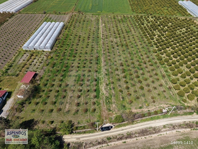 Eskiköyde 16000m2 satılık nar bahçesi - Görsel 9