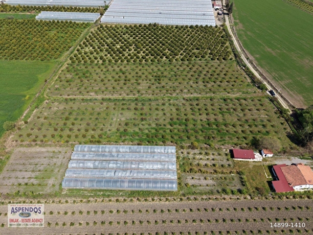 Eskiköyde 16000m2 satılık nar bahçesi - Görsel 18