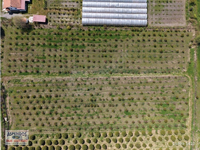 Eskiköyde 16000m2 satılık nar bahçesi - Görsel 17