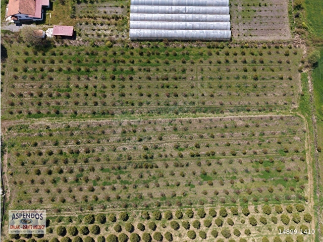 Eskiköyde 16000m2 satılık nar bahçesi - Görsel 21