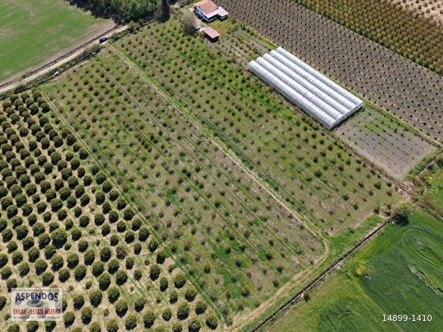 Eskiköyde 16000m2 satılık nar bahçesi - Görsel 14