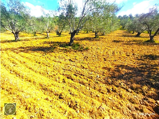 Emsalsiz Asfalt yol ve kaynak suyu olan Zeytinlik Fırsatı! 🌿 - Görsel 6
