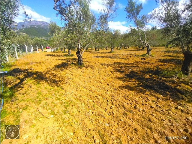 Emsalsiz Asfalt yol ve kaynak suyu olan Zeytinlik Fırsatı! 🌿 - Görsel 7