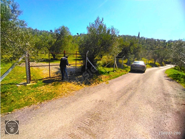 Emsalsiz Asfalt yol ve kaynak suyu olan Zeytinlik Fırsatı! 🌿 - Görsel 12