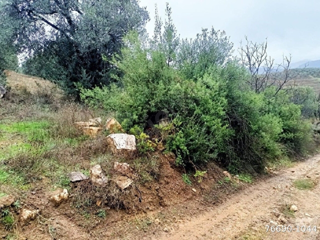 İZNİK TACİR KÖYÜNDE RESMİ YOLA CEPHELİ SÜPER YETİŞKİN ZEYTİN BAHÇESİ SATILIK - Görsel 29