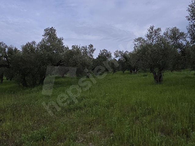 ÇANAKKALE AYVACIK GÜLPINARDA FIRSAT - Görsel 19