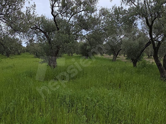 ÇANAKKALE AYVACIK GÜLPINARDA FIRSAT - Görsel 21