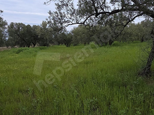 ÇANAKKALE AYVACIK GÜLPINARDA FIRSAT - Görsel 20