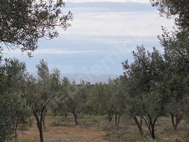 ÇANAKKALE AYVACIK GÜLPINARDA FIRSAT - Görsel 18