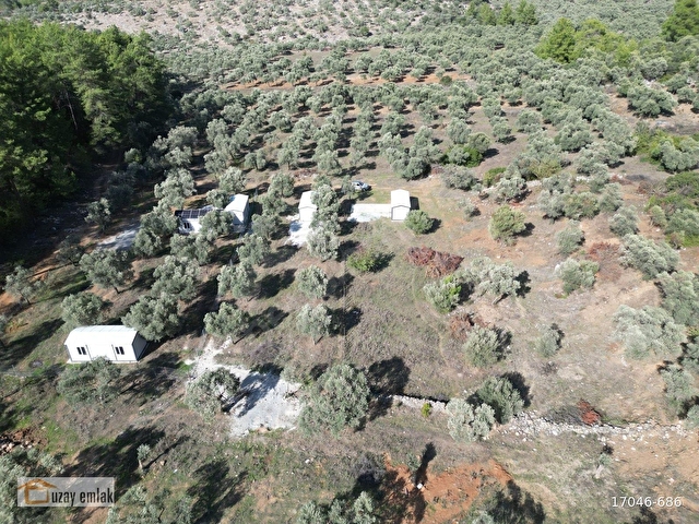 MUĞLA MİLAS GÜRÇAMLARDA SATILIK 830m2 ZEYTİNLİ TARLA - Görsel 8