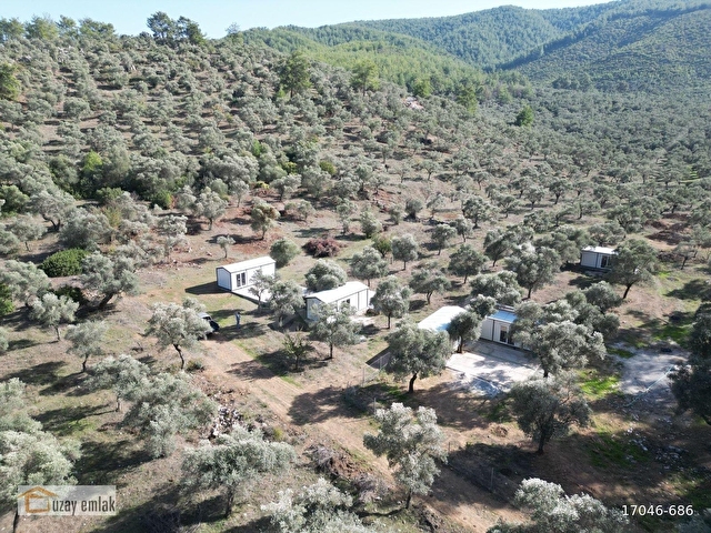 MUĞLA MİLAS GÜRÇAMLARDA SATILIK 830m2 ZEYTİNLİ TARLA - Görsel 9