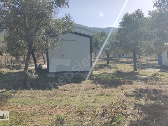 MUĞLA MİLAS GÜRÇAMLARDA SATILIK 830m2 ZEYTİNLİ TARLA - Görsel 3