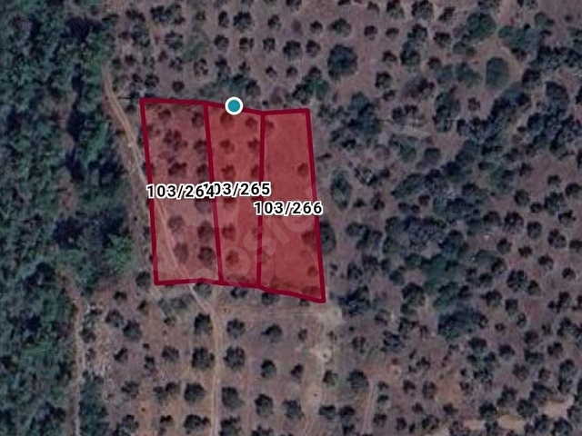 MUĞLA MİLAS GÜRÇAMLARDA SATILIK 830m2 ZEYTİNLİ TARLA - Görsel 13