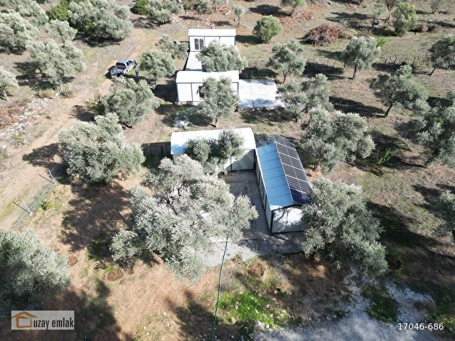 MUĞLA MİLAS GÜRÇAMLARDA SATILIK 830m2 ZEYTİNLİ TARLA - Görsel 11