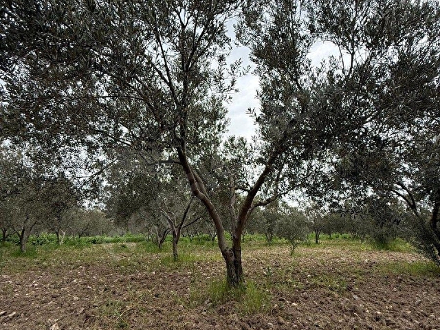 MÜSTAKİL TAPULU DÜZ ZEMİN SUYU MEVCUT ZEYTİN EKİLİ TARLA VASIFLI 17.602M2. - Görsel 4