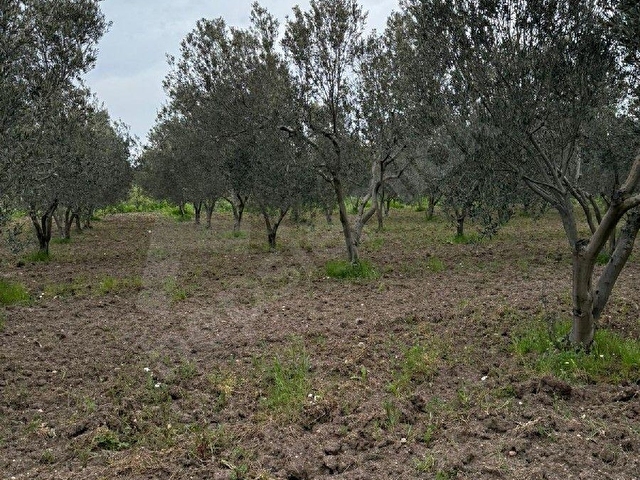 MÜSTAKİL TAPULU DÜZ ZEMİN SUYU MEVCUT ZEYTİN EKİLİ TARLA VASIFLI 17.602M2. - Görsel 3