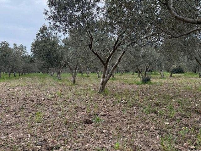 MÜSTAKİL TAPULU DÜZ ZEMİN SUYU MEVCUT ZEYTİN EKİLİ TARLA VASIFLI 17.602M2. - Görsel 13