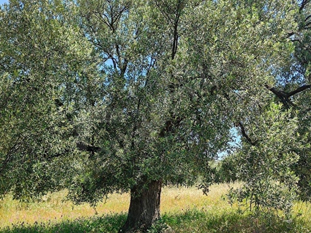 AYVALIK ADA EMLAKTAN DENİZ MANZARALI SATILIK ZEYTİNLİK - Görsel 6