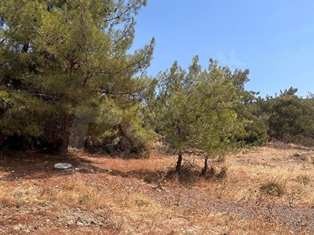 yerimiz Foça ılıpınarda harika bir doğa manzaralı etrafı çam Ağaçlı ailece vakit geçirebileceğiniz