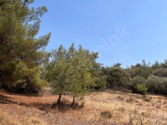 yerimiz Foça ılıpınarda harika bir doğa manzaralı etrafı çam Ağaçlı ailece vakit geçirebileceğiniz - Görsel 2