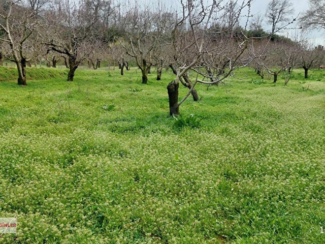 Dağmarmara Karaköyde Kirazlık - Görsel 4