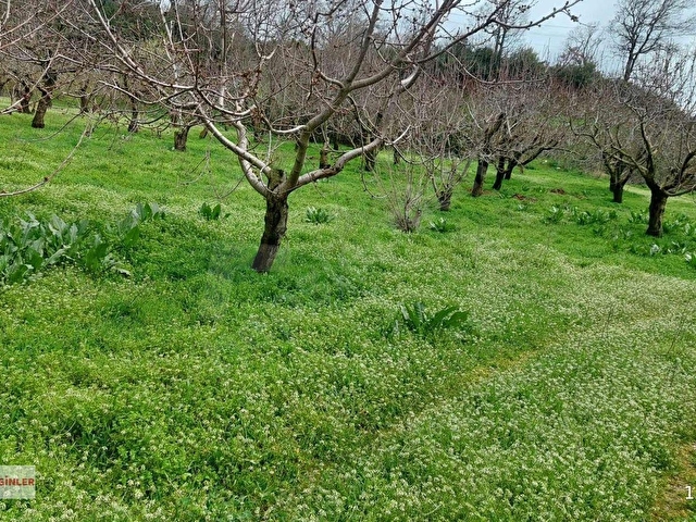 Dağmarmara Karaköyde Kirazlık