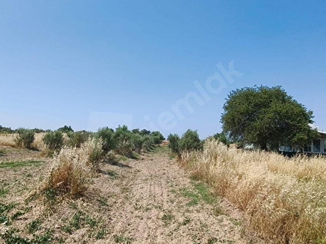 ÇANAKKALE KUMKALEDE 3940 m² TARLA (Zeytin ağaçları ile çevrili) - Görsel 26