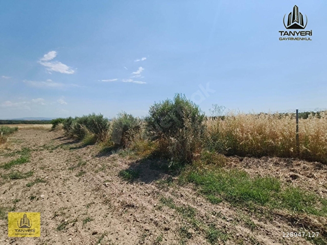 ÇANAKKALE KUMKALEDE 3940 m² TARLA (Zeytin ağaçları ile çevrili) - Görsel 23
