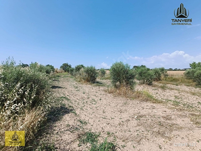 ÇANAKKALE KUMKALEDE 3940 m² TARLA (Zeytin ağaçları ile çevrili) - Görsel 22
