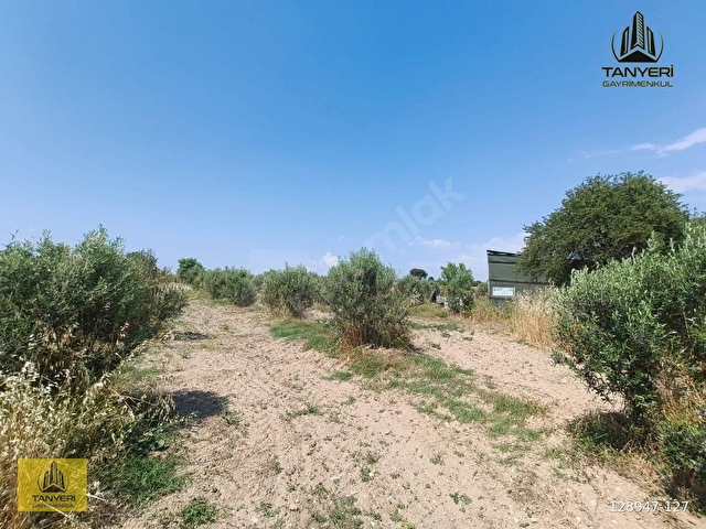 ÇANAKKALE KUMKALEDE 3940 m² TARLA (Zeytin ağaçları ile çevrili) - Görsel 24