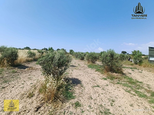 ÇANAKKALE KUMKALEDE 3940 m² TARLA (Zeytin ağaçları ile çevrili) - Görsel 20