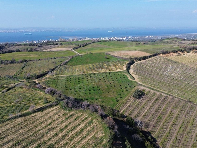 ÇANAKKALE LAPSEKİ ÇARDAK’TA SATILIK TARLA